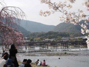 京都嵐山の桜2021