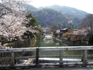 京都嵐山の桜2021